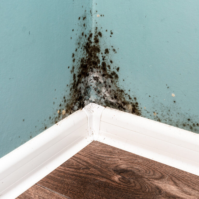 How to Reduce Mold Growth with Proper HVAC Humidity Control